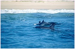 Dolphins in the Bay