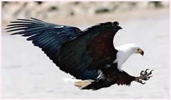 Fish Eagle